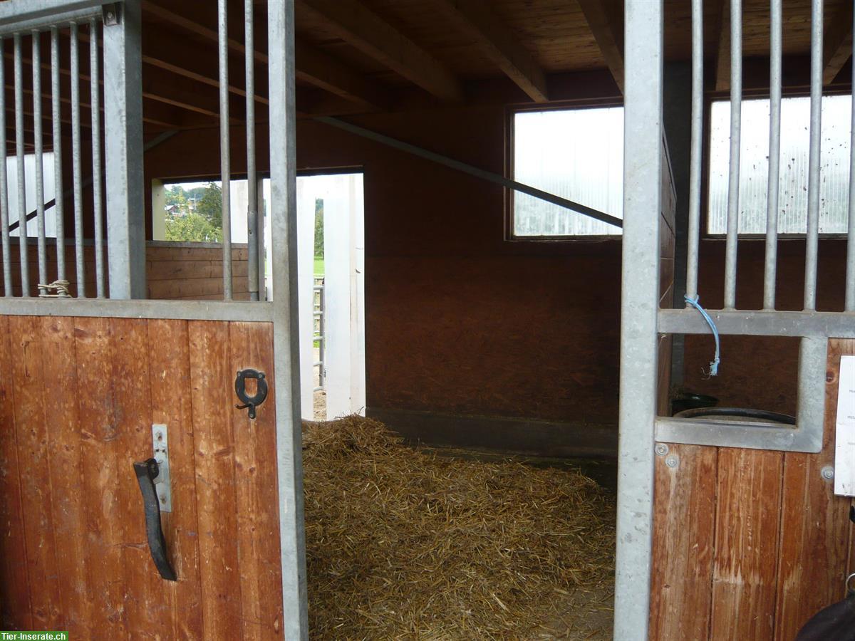 Bild 5: Grosse, helle Pferde Auslaufbox mit direktem Weideanschluss