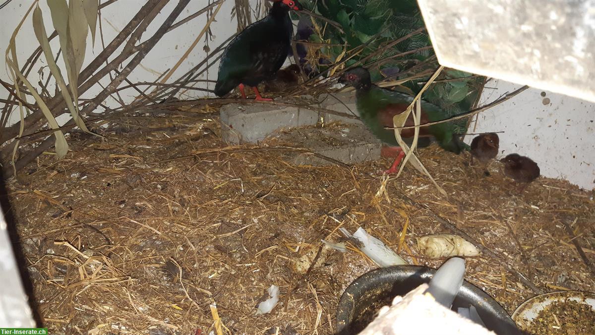 Bild 2: Strausswachtel tauschen oder kaufen