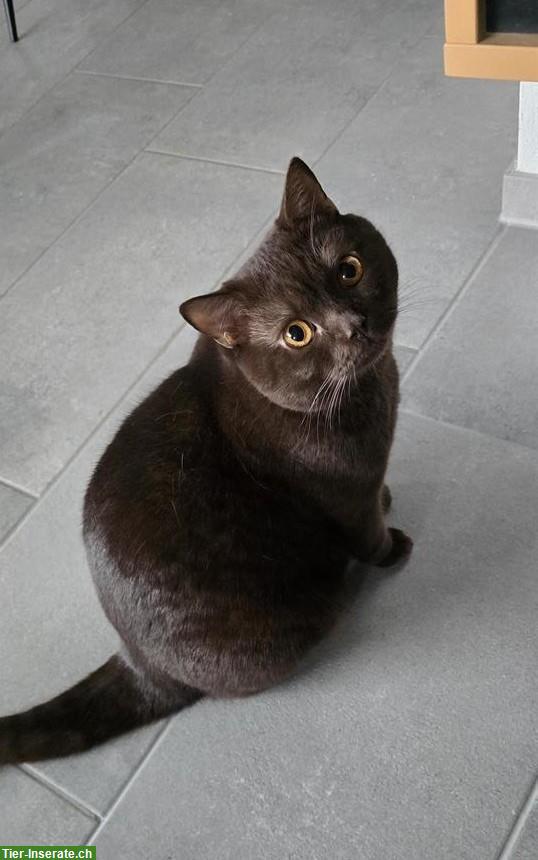 BKH Deckkater choco, 1-jährig