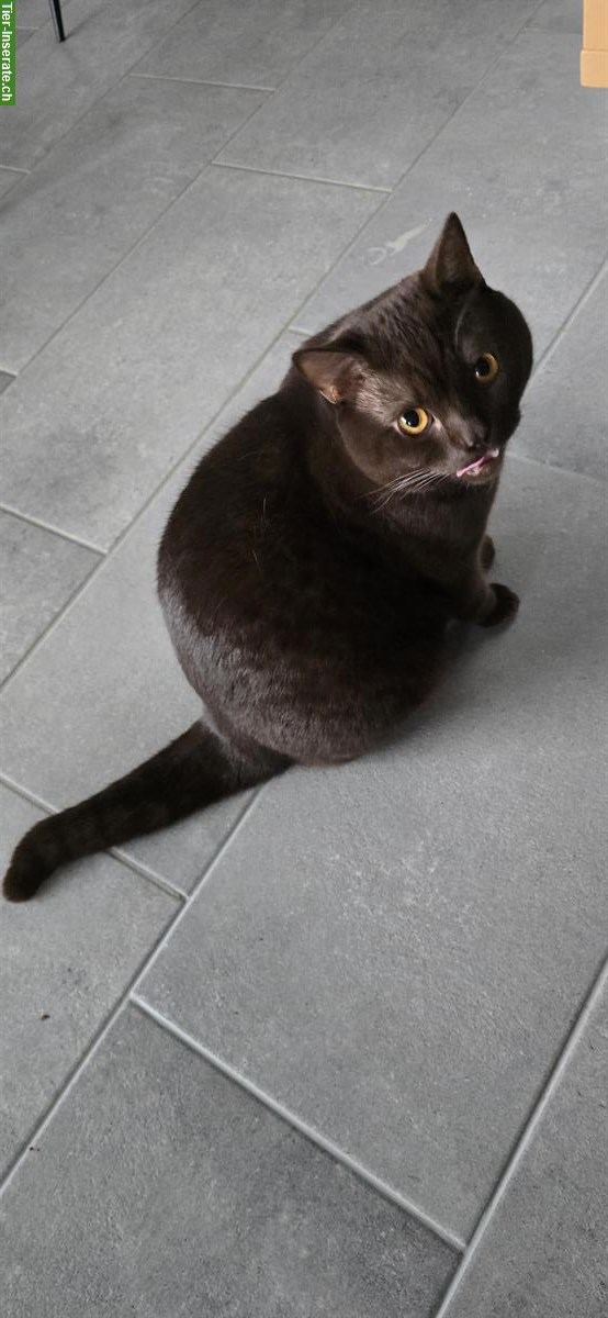 Bild 2: BKH Deckkater choco, 1-jährig