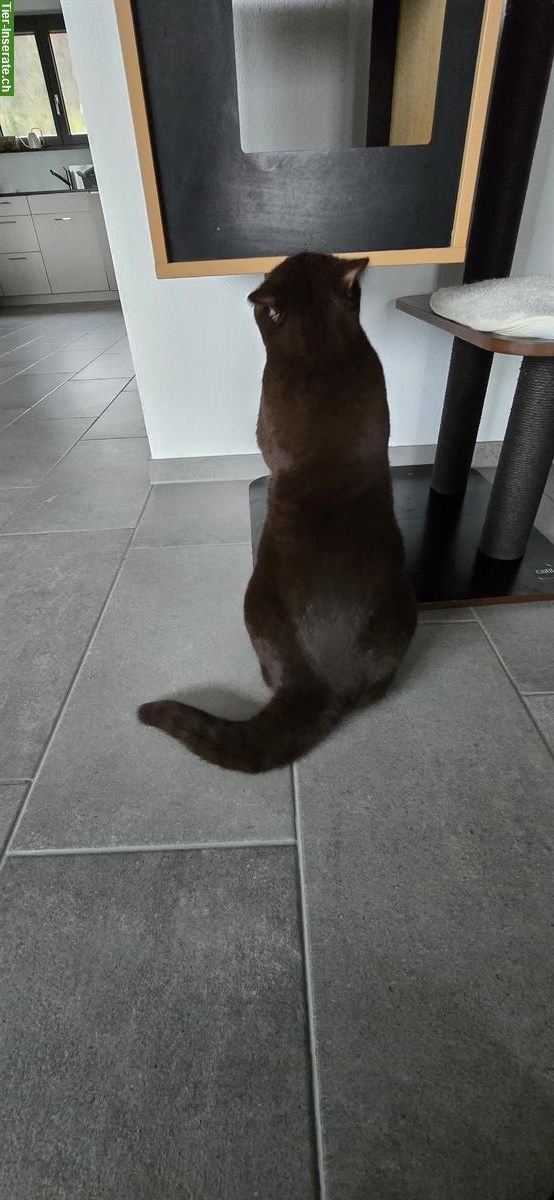 Bild 3: BKH Deckkater choco, 1-jährig