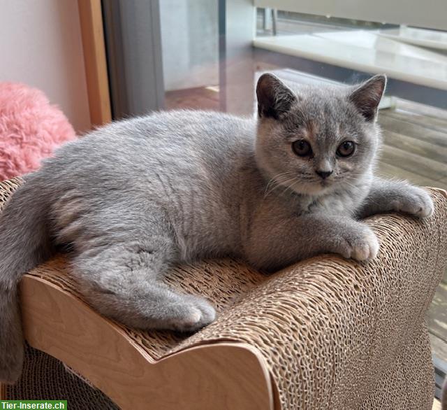 BKH Britisch Kurzhaar Kitten in blue, blue-tortie und fawn