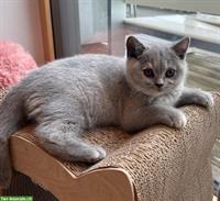 BKH Britisch Kurzhaar Kitten in blue, blue-tortie und fawn