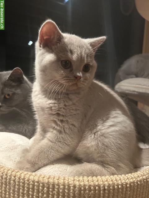 Bild 2: BKH Britisch Kurzhaar Kitten in blue, blue-tortie und fawn