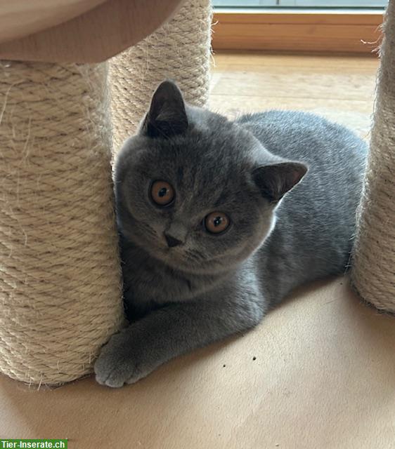 Bild 3: BKH Britisch Kurzhaar Kitten in blue, blue-tortie und fawn