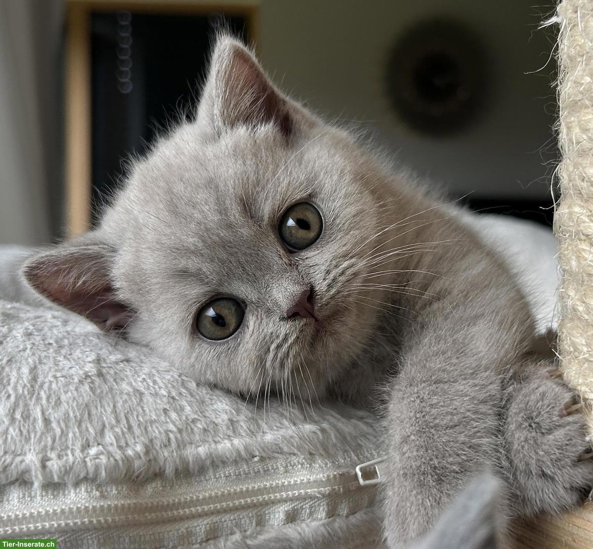 Bild 4: Wurfankündigung BKH Britisch Kurzhaar Kitten mit Stammbaum