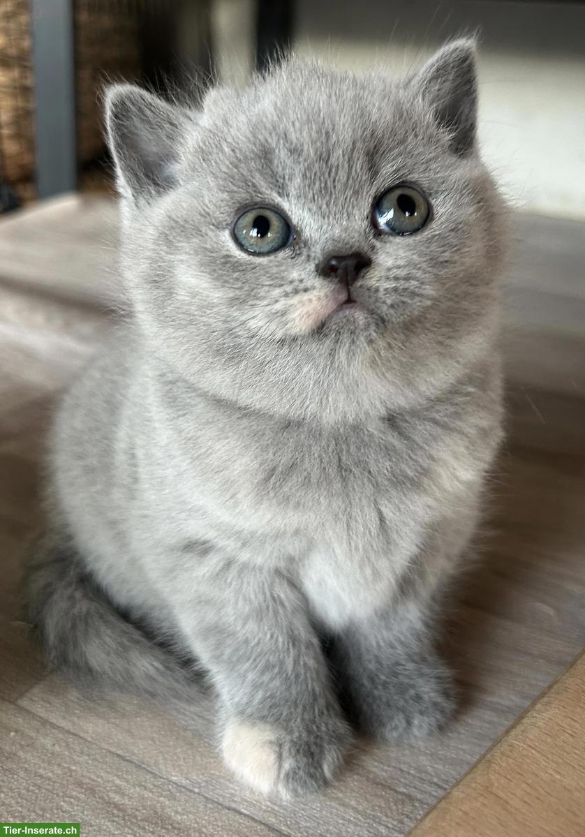 Bild 5: Wurfankündigung BKH Britisch Kurzhaar Kitten mit Stammbaum