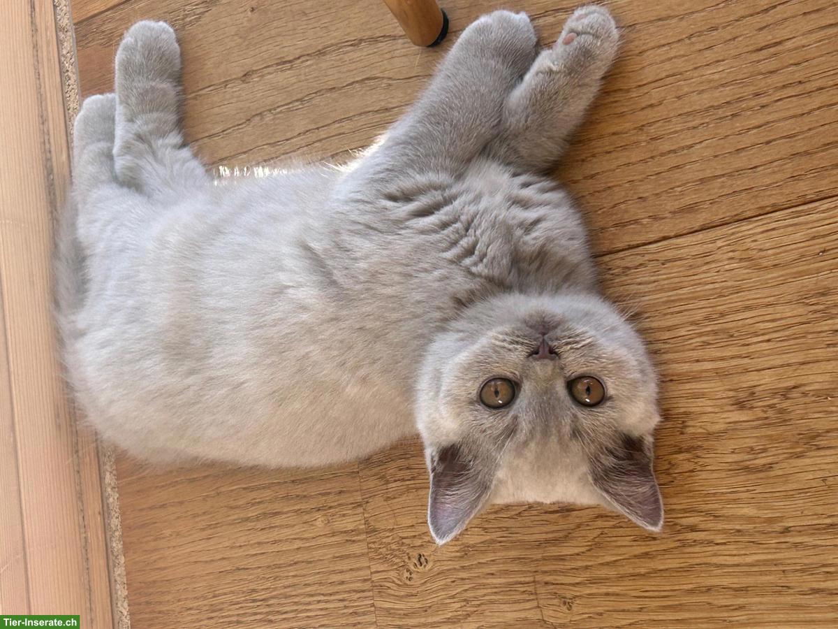 Bild 6: Wurfankündigung BKH Britisch Kurzhaar Kitten mit Stammbaum