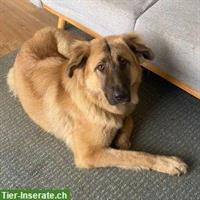 Mischlingshündin Lori, die perfekte Familien-Hündin