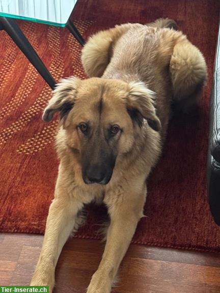 Bild 10: Mischlingshündin Lori, die perfekte Familien-Hündin