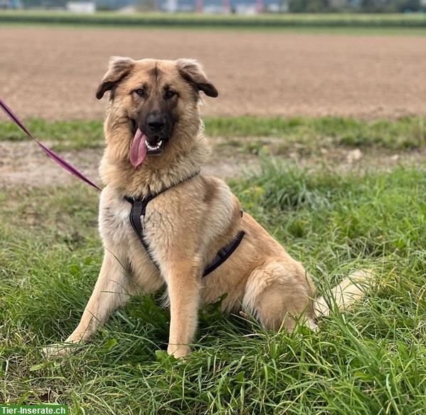 Bild 2: Mischlingshündin Lori, die perfekte Familien-Hündin