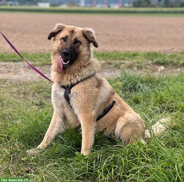 Bild 3: Mischlingshündin Lori, die perfekte Familien-Hündin