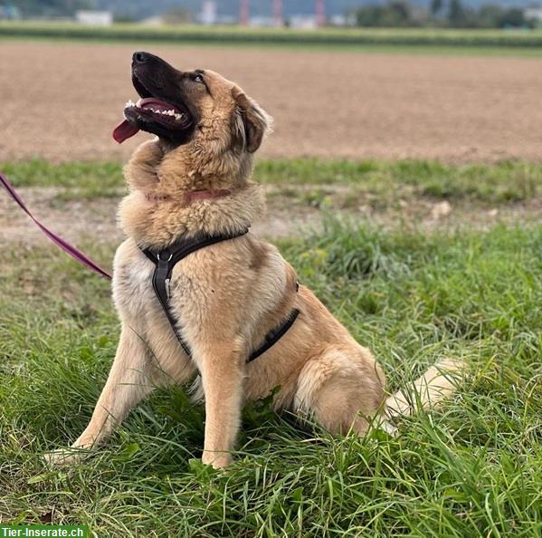 Bild 4: Mischlingshündin Lori, die perfekte Familien-Hündin