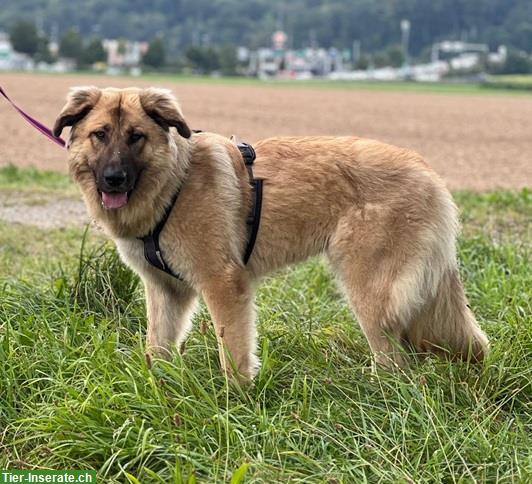 Bild 5: Mischlingshündin Lori, die perfekte Familien-Hündin