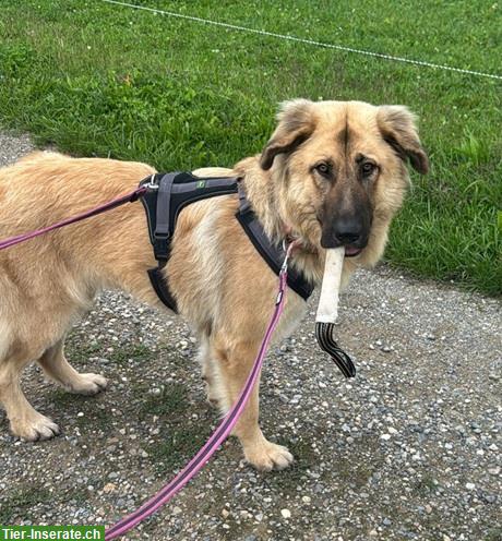 Bild 6: Mischlingshündin Lori, die perfekte Familien-Hündin