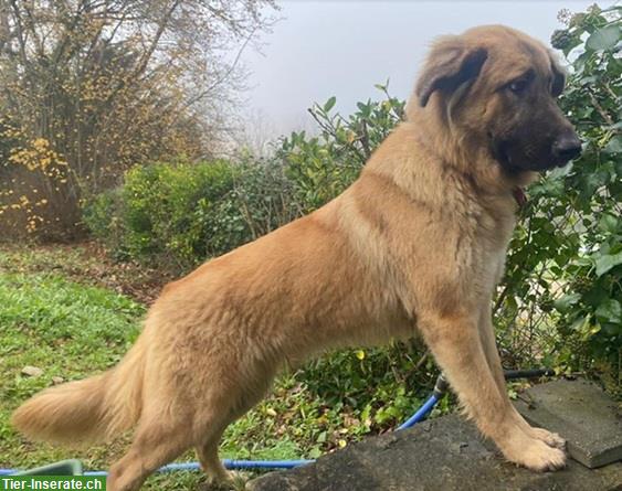 Bild 7: Mischlingshündin Lori, die perfekte Familien-Hündin