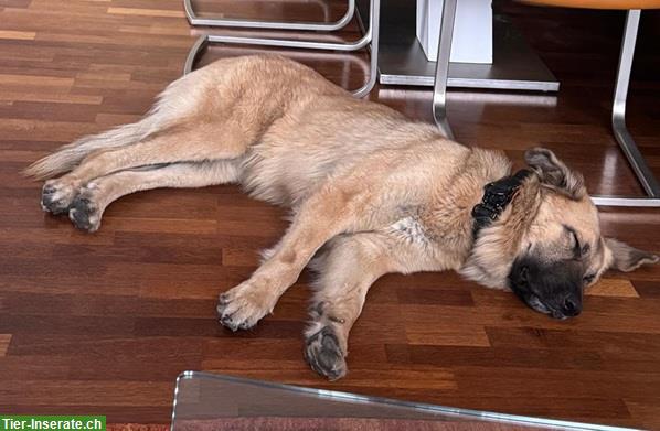 Bild 9: Mischlingshündin Lori, die perfekte Familien-Hündin