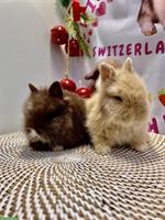 Junges Mini-Löwenkopf Paar aus Hobbyzucht