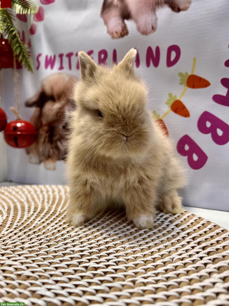 Bild 2: Junges Mini-Löwenkopf Paar aus Hobbyzucht