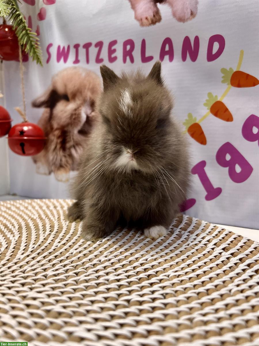 Bild 3: Junges Mini-Löwenkopf Paar aus Hobbyzucht