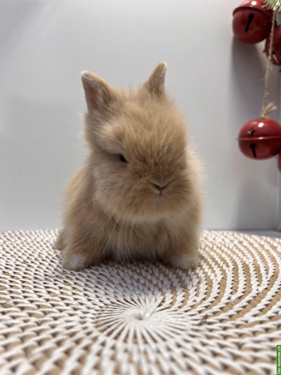 Bild 4: Junges Mini-Löwenkopf Paar aus Hobbyzucht