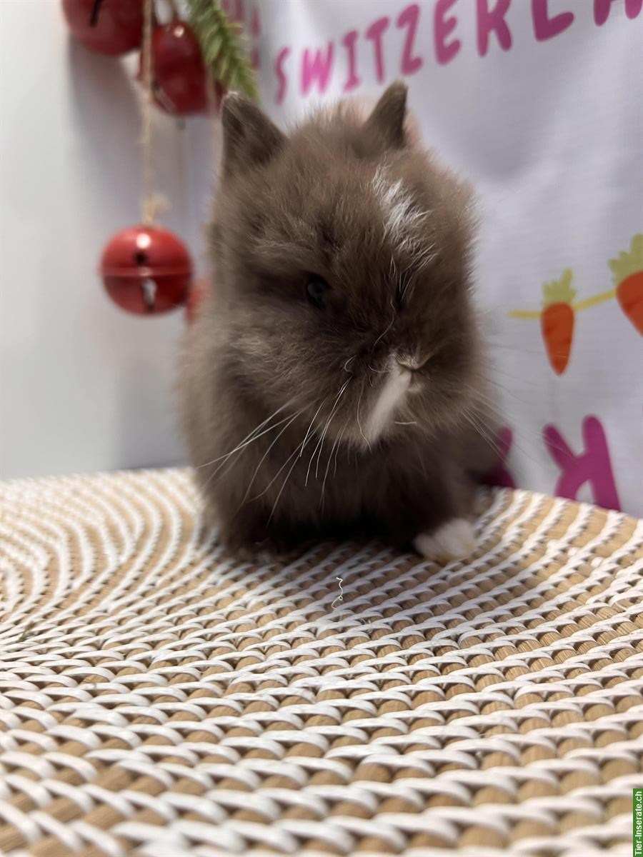 Bild 5: Junges Mini-Löwenkopf Paar aus Hobbyzucht