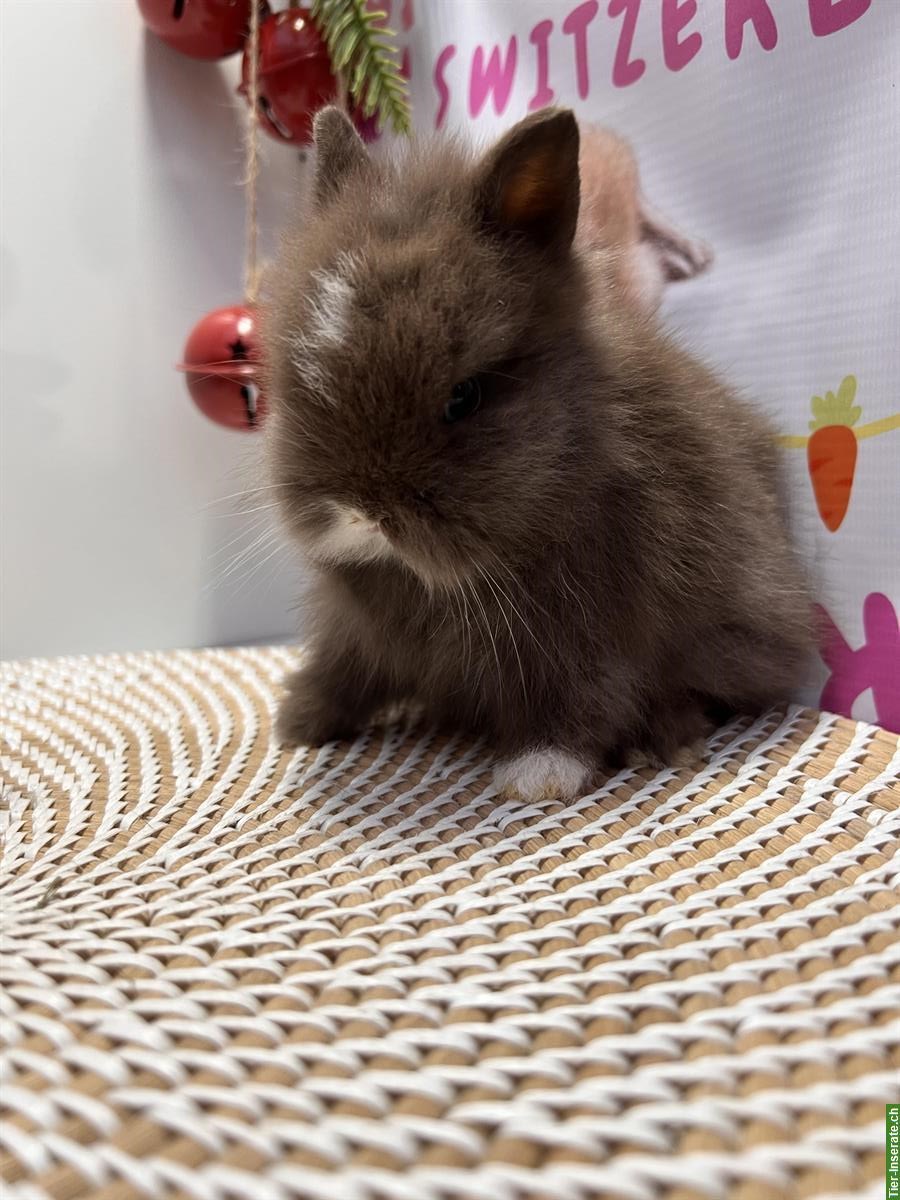 Bild 6: Junges Mini-Löwenkopf Paar aus Hobbyzucht