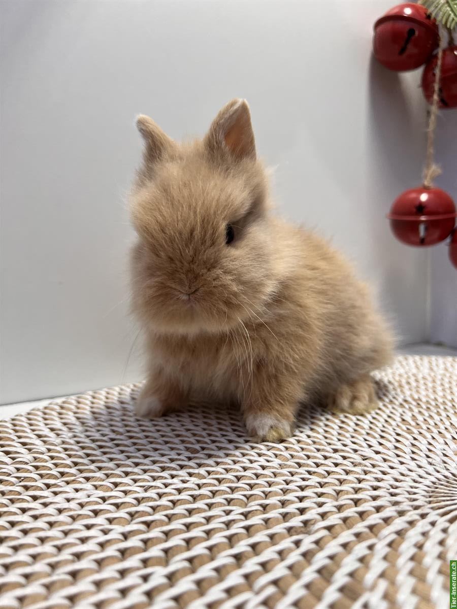 Bild 7: Junges Mini-Löwenkopf Paar aus Hobbyzucht