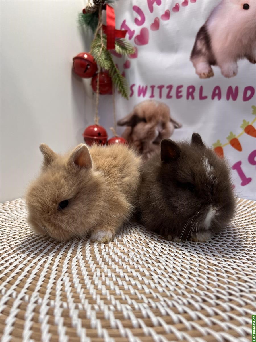 Bild 8: Junges Mini-Löwenkopf Paar aus Hobbyzucht