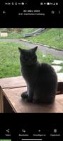 Fast 4-jähriger BKH Kater abzugeben