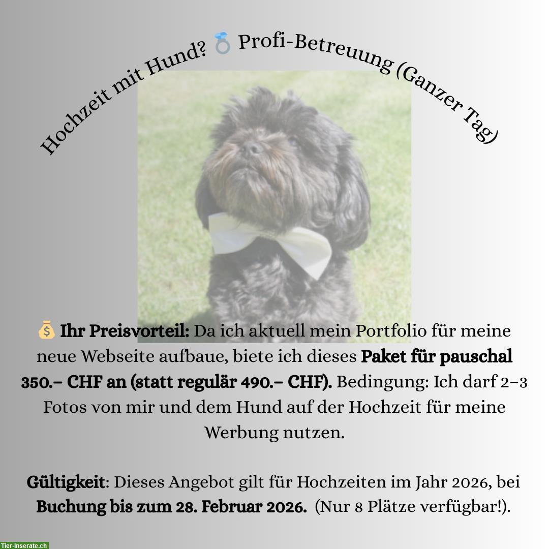 Hochzeit, Heiraten 2026 mit Hund - aber ohne Stress?