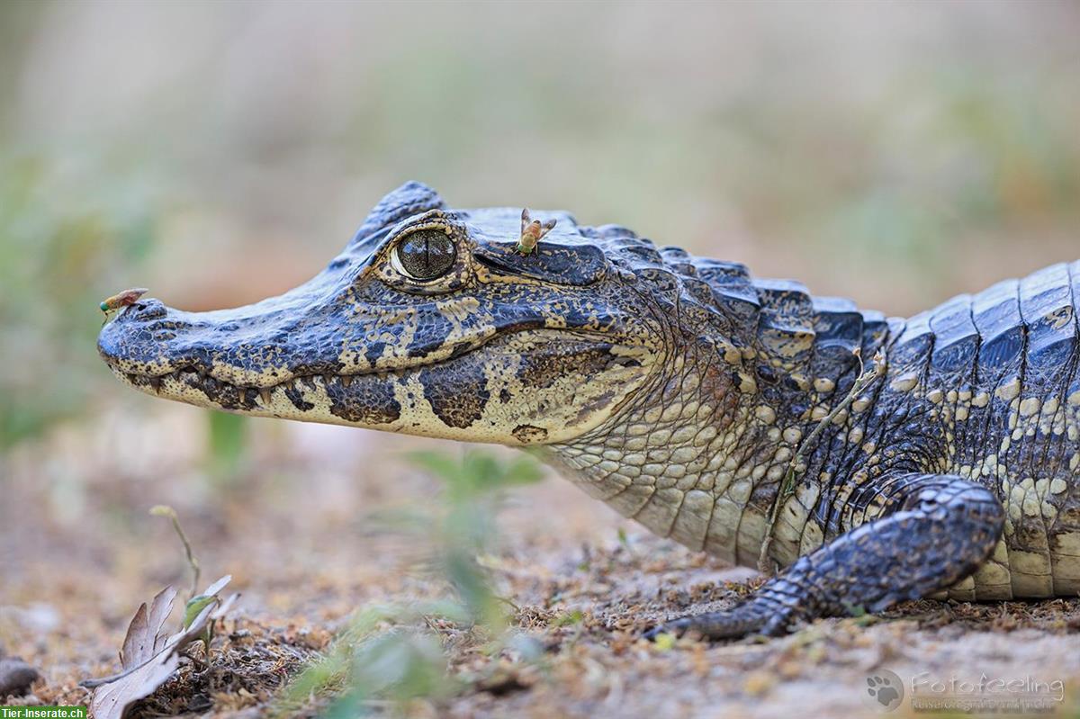1 Meter langer Kaiman abzugeben an liebevolles Zuhause