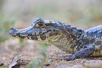 1 Meter langer Kaiman abzugeben an liebevolles Zuhause