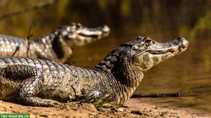 Bild 2: 1 Meter langer Kaiman abzugeben an liebevolles Zuhause