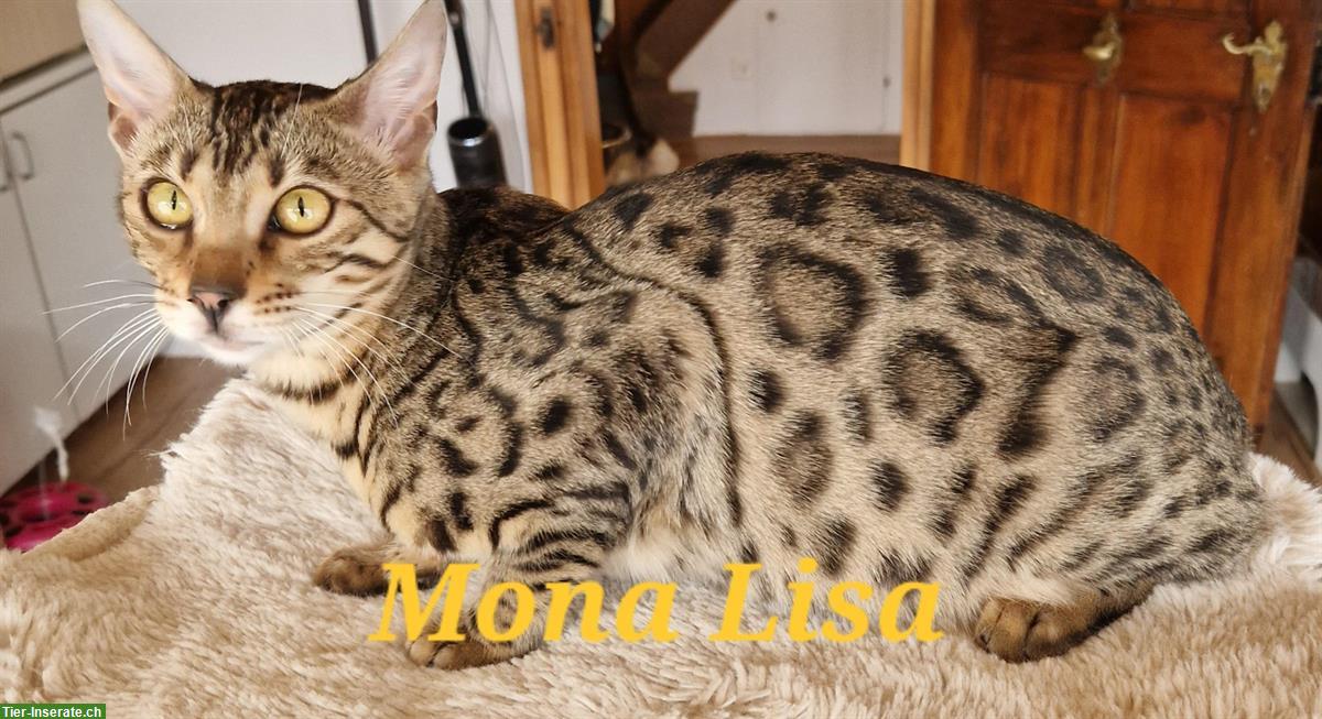 Bengal Katzen, Teenager mit Stammbaum