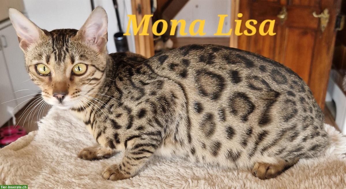 Bild 2: Bengal Katzen, Teenager mit Stammbaum