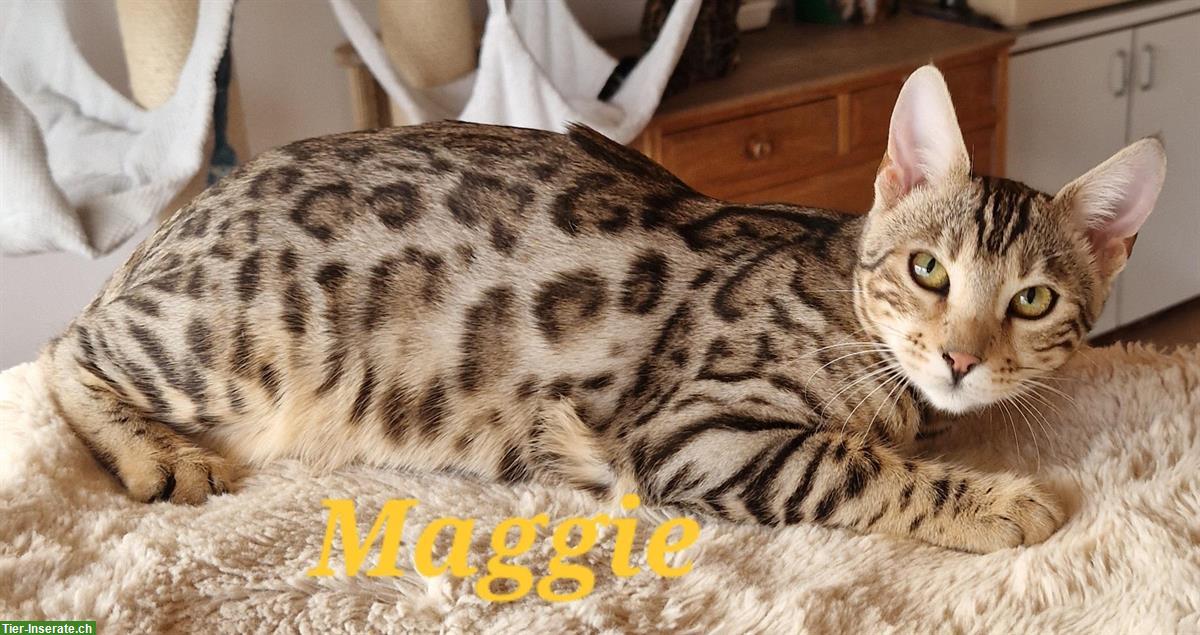 Bild 3: Bengal Katzen, Teenager mit Stammbaum
