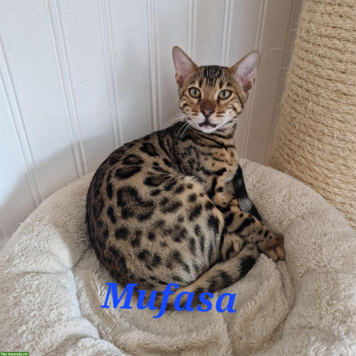 Bild 4: Bengal Katzen, Teenager mit Stammbaum