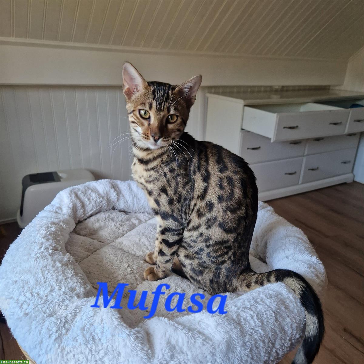 Bild 5: Bengal Katzen, Teenager mit Stammbaum