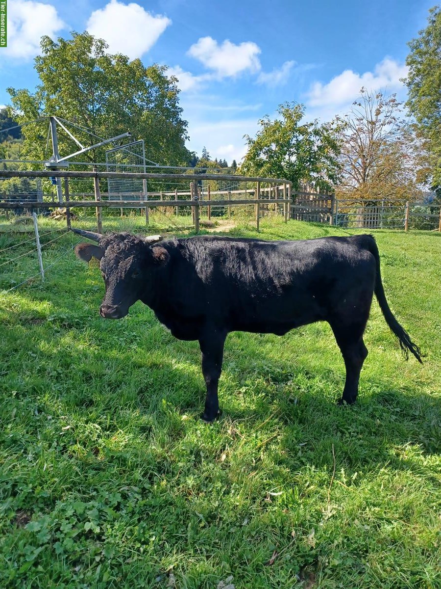 Schönes zutrauliches Dexter Rind zu verkaufen