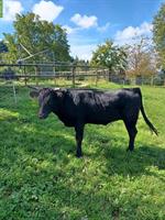 Schönes zutrauliches Dexter Rind zu verkaufen