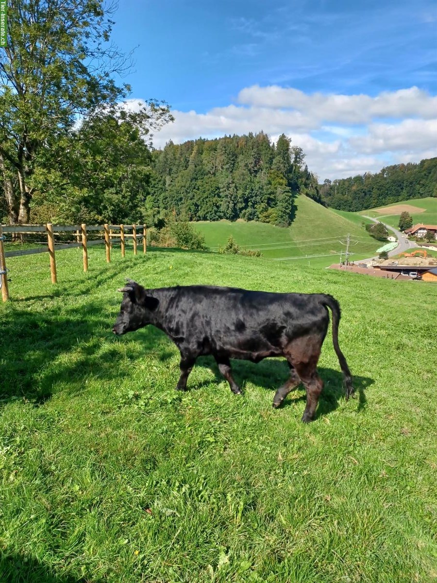 Bild 2: Schönes zutrauliches Dexter Rind zu verkaufen