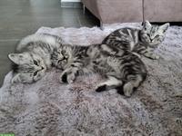 Herzensliebe BKH Kitten zu verkaufen