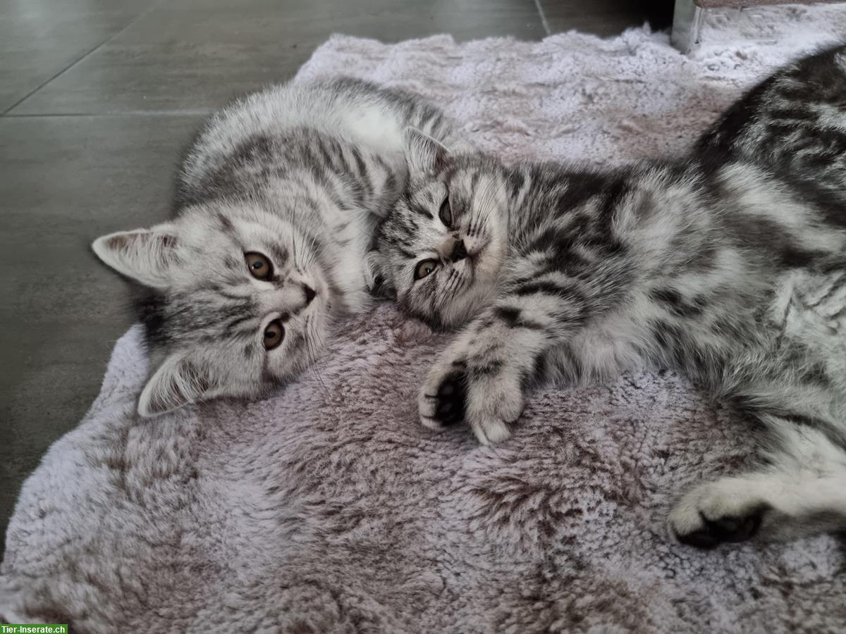 Bild 10: Herzensliebe BKH Kitten zu verkaufen