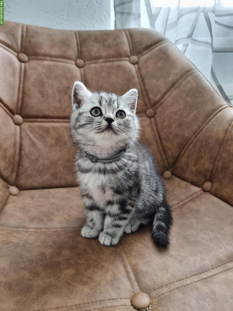 Bild 2: Herzensliebe BKH Kitten zu verkaufen