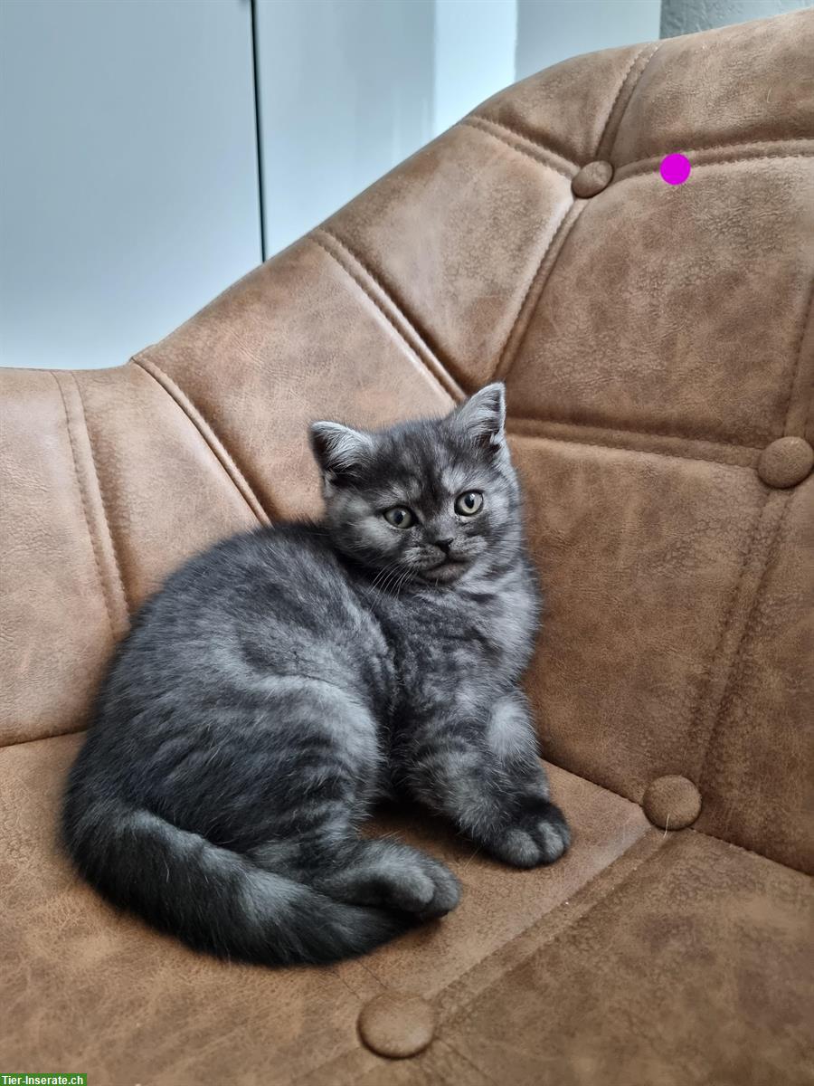 Bild 4: Herzensliebe BKH Kitten zu verkaufen