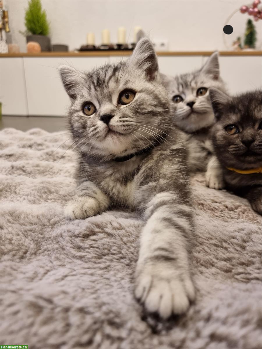 Bild 5: Herzensliebe BKH Kitten zu verkaufen