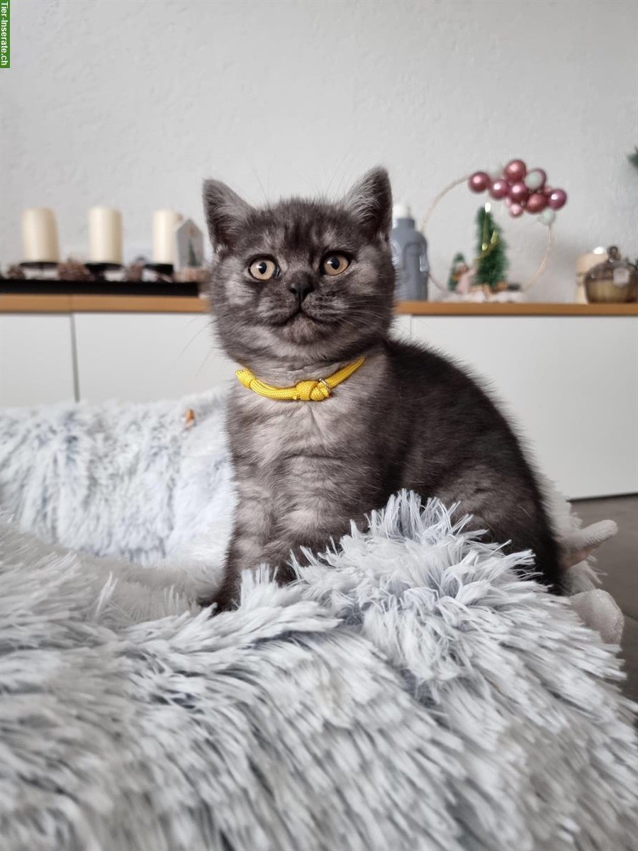 Bild 6: Herzensliebe BKH Kitten zu verkaufen