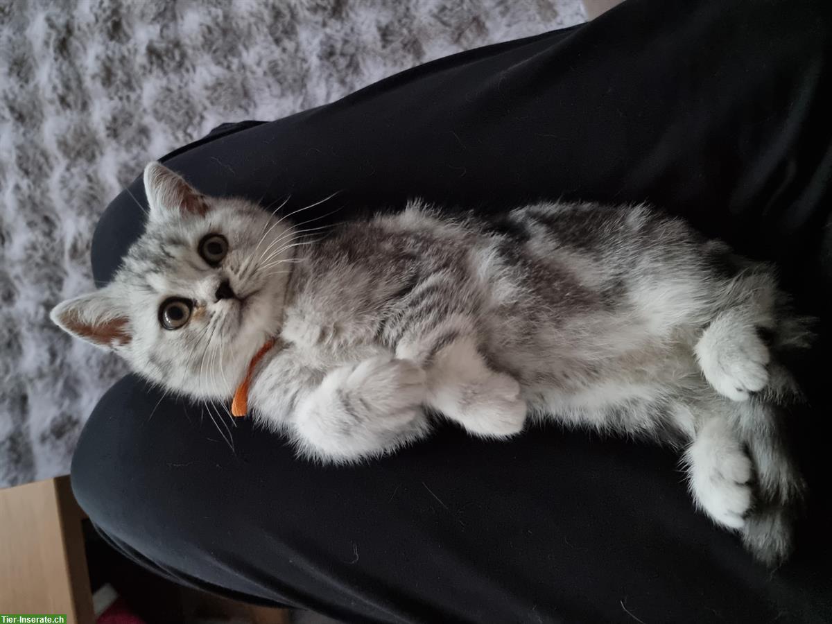 Bild 7: Herzensliebe BKH Kitten zu verkaufen