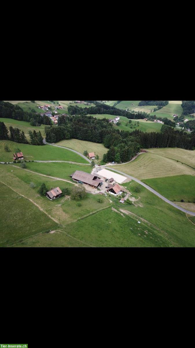 Bild 10: Offenstallplätze frei auf Bio-Bauernhof in Wald ZH